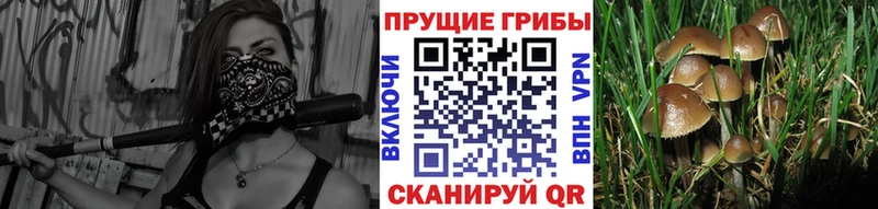 Псилоцибиновые грибы мухоморы  Купить закладки  Гурьевск 